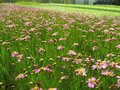 Coreopsis rosea 'American Dream', Meisjesogen