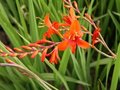 Crocosmia masoniorum, Montbretia