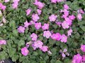 Erodium variabile 'Bishop's Form', Reigersbek