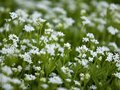 Galium odoratum, Lievevrouwebedstro