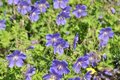 Geranium 'Johnson's Blue', Ooievaarsbek