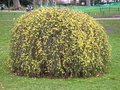 Jasminum nudiflorum