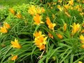 Hemerocallis middendorffii, Daglelie