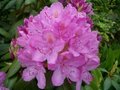 Rhododendron cataw. 'Grandiflorum', 30-50 5L