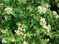 Stephanandra inc. 'Crispa' 1.5L, Kransspirea