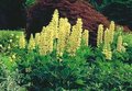 Lupinus 'Le Chandelier', Lupine
