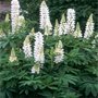 Lupinus 'Noble Maiden', Lupine