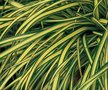 Carex osh. 'Evergold', Zegge