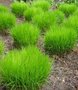 Carex muskingumensis, Zegge