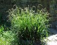 Carex pendula, Zegge