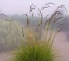 Deschampsia cespitosa 'Goldschleier', Smele