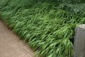 Hakonechloa macra P9, Hakonechloa