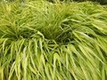 Hakonechloa macra 'Aureola' , Hakonechloa