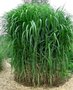 Miscanthus 'Gigantheus', P9 Chinees riet