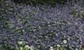 Salvia officinalis 'Purperascens', Sierlelie