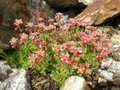 Saxifraga moschata 'Pixie', Steenbreek