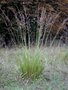 Molinia arundinacea, Pijpestrootje