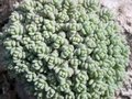 Sedum album, vetkruid