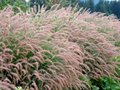 Pennisetum orientale 'Karley Rose', ® Lampepoetsersgras