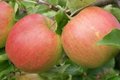 Malus 'Jonagold', HOOGSTAM