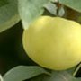 Malus 'Transparante Blanche', Oogstappel, HALFSTAM
