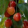 Prunus 'Bigarreau Blanc-Rose' (witbuik), HOOGSTAM