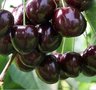 Prunus 'Bigarreau Noir', HALFSTAM