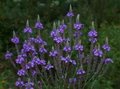 Verbena hastata, Ijzerhard