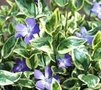Vinca major 'Variegata', Grote maagdenpalm