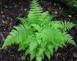 Athyrium filix-femina, Wijfjesvaren