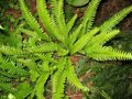 Blechnum spicant, Dubbelloof (Varen)