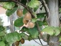 Actinidia deliciosa 'Jenny', Kiwi