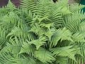 Dryopteris filix-mas, Mannetjesvaren