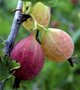 Ribes uva crispa 'Hinnonmaeki Rod', 3L Rode stekelbes, Kruisbes