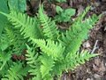 Polypodium vulgare, Eikvaren