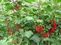 Ribes rubrum 'Jonkheer van Tets', Rode Bes