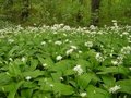 Allium ursinum, Daslook