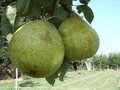 Pyrus 'Double Philippe', HALFSTAM (= Doyenné Boussoch')