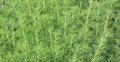 Artemisia abrotranum, Citroenkruid