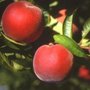 Prunus 'Reine des Vergers', HALFSTAM