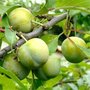 Prunus 'Reine-Claude Crottée', HOOGSTAM
