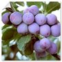 Prunus 'Reine-Claude d'Althan', HALFSTAM