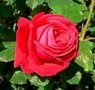 Rosa 'Dame de Coeur', Blote wortel, Grootbloemige struikrozen