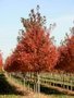 Acer rub. 'Scanlon', 8/10 Blote wortel, Esdoorn