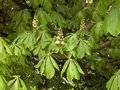 Aesculus hippocastanum, 8/10 Blote wortel, Paardekastanje
