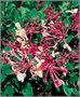 Lonicera per. 'Belgica Select', kamperfoelie