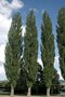 Populus nigra 'Italica', 8/10 Blote wortel, Populier