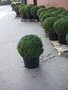 Buxus sempervirens bol, Diameter 60 cm