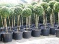 Buxus sempervirens bol op stam 60cm, Diameter bol 30 cm