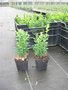 Buxus Sempervirens, 15-20 cm Pot P9